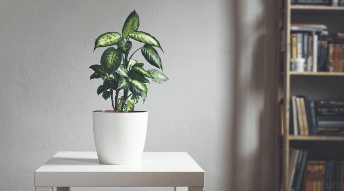 Why are my Dumb Cane Leaves Turning Yellow? Reasons & Cures