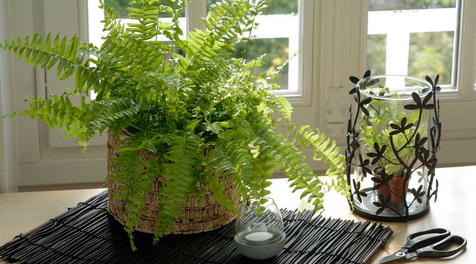 Fern Plant Care Tips: How to Successfully Grow and Maintain Your Ferns