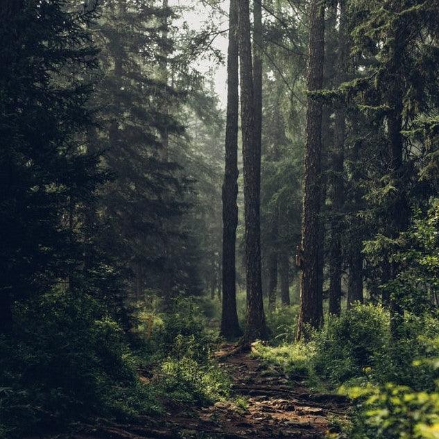 Forest Bathing Explained: Benefits, Research, How to Do It