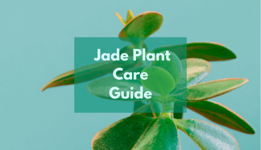 Jade Plant Care Guide - Tips & Tricks