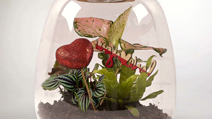 Crafting Green Magic: A Step-by-Step Guide on How to Make a Terrarium