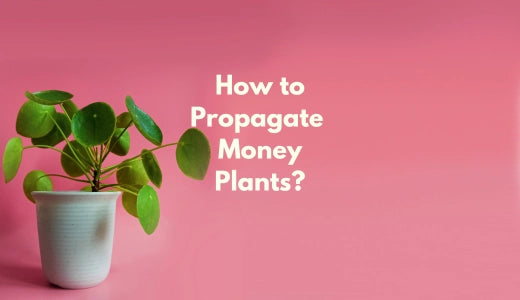 Propagating Money Plant: Easy Methods for Reproduction