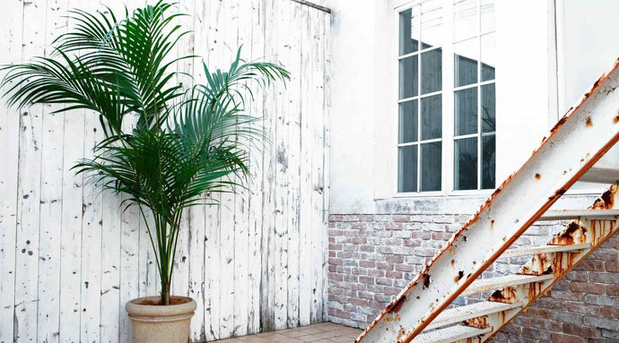 Kentia Palm Care Guide: Everything You Need To Know