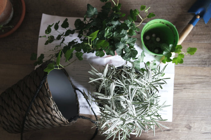 A Failsafe Guide to Repotting Plants