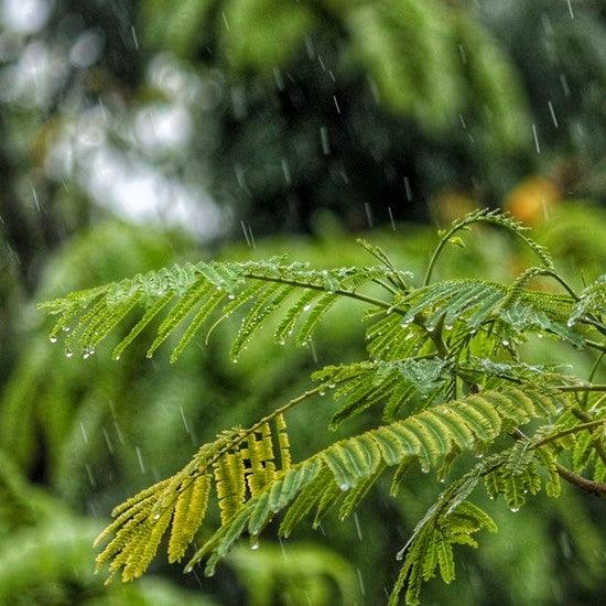 Find Out Why the Rain is Good News