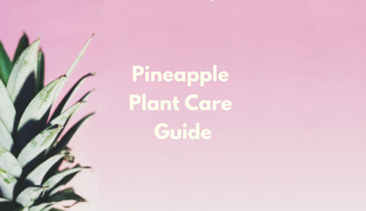 Pineapple Plant Care Guide - How To Grow And Maintain