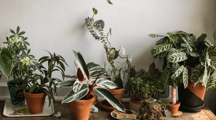 How to Eradicate Mushrooms from Houseplant Compost
