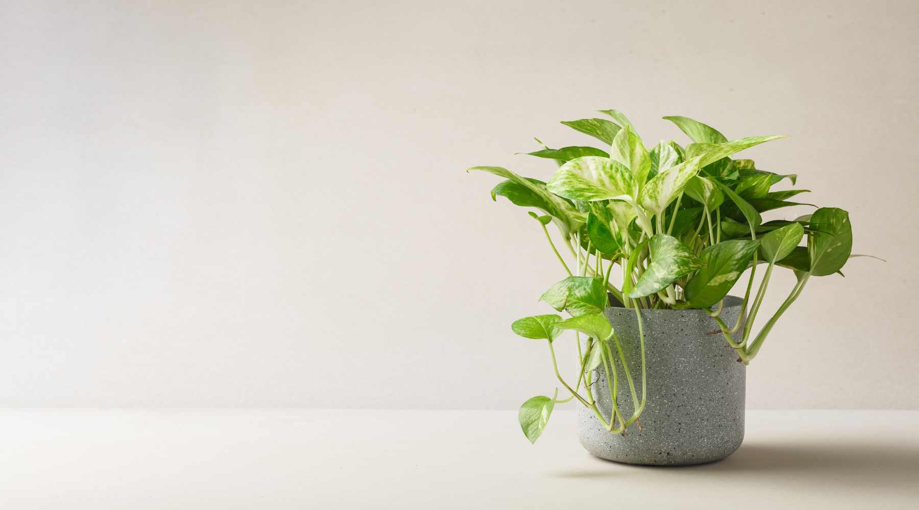philodendron cordatum Pre-Potted Philodendron Cordatum Heartleaf