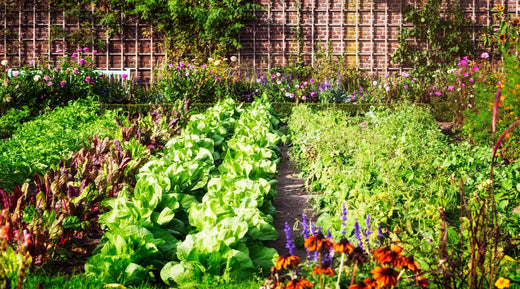 Seasonal Outdoor Plants: What to Plant Each Season  Bloombox Club