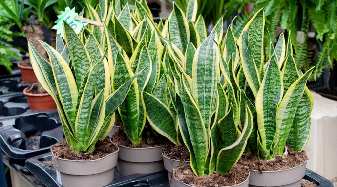 Snake Plant vs. Sansevieria: Are They the Same?