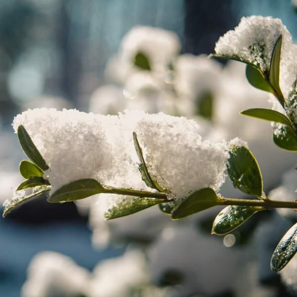 Caring for Indoor Plants When it's Snowing