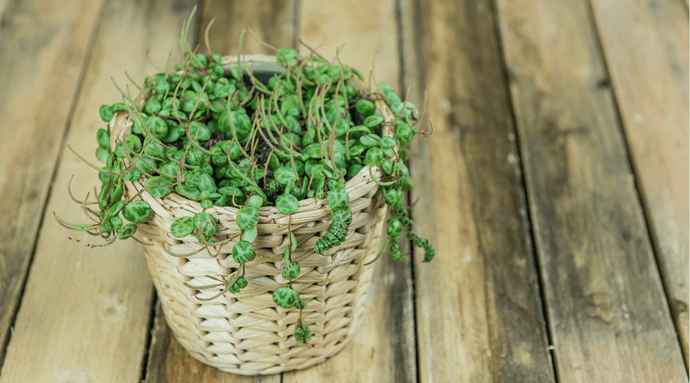 String of Turtles - Essential Care Tips