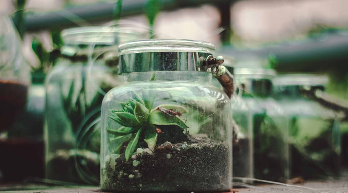 Tips To Keep Your Terrarium Alive in this Winter Season