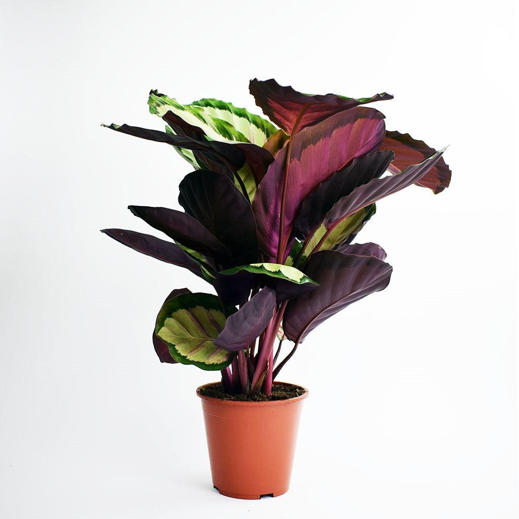 Calathea 'Silvia' | Calathea Roseopicta 'Silvia'  Bloombox Club