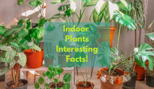 Interesting Facts About Indoor Plants You Need To Know