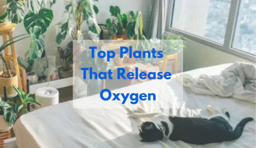 Breathe Fresh: 10 Best Indoor Plants That Release Oxygen
