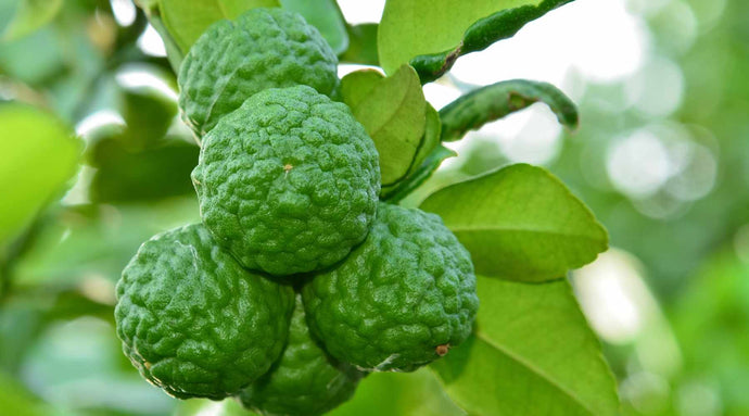 Exploring Different Types of Lime Trees: From Key Limes to Persian Limes