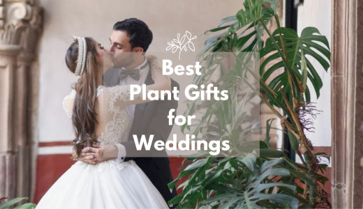 Why Plants Are The Best Wedding Gifts