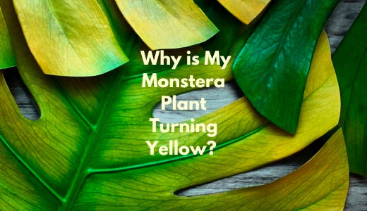 Why is My Monstera Plant Turning Yellow? Common Causes and Solutions