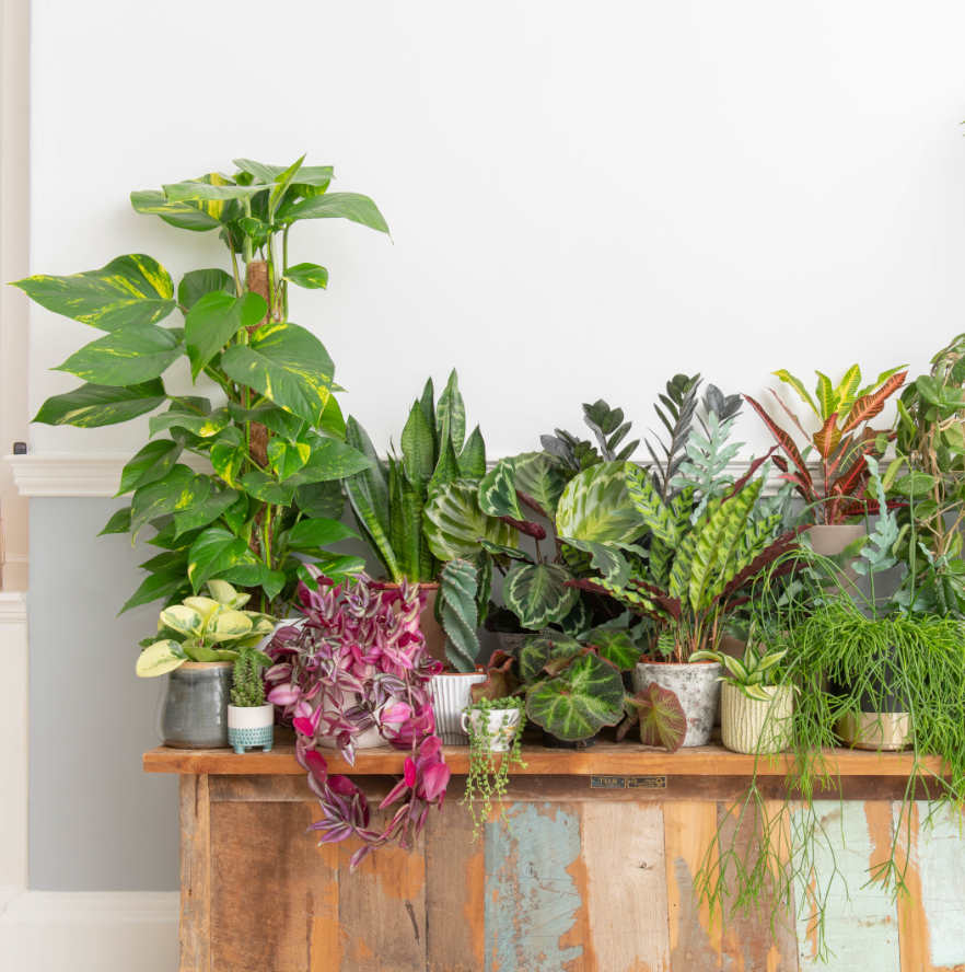 Buy Large Indoor Plants Online At Best Prices Bloombox Club UK