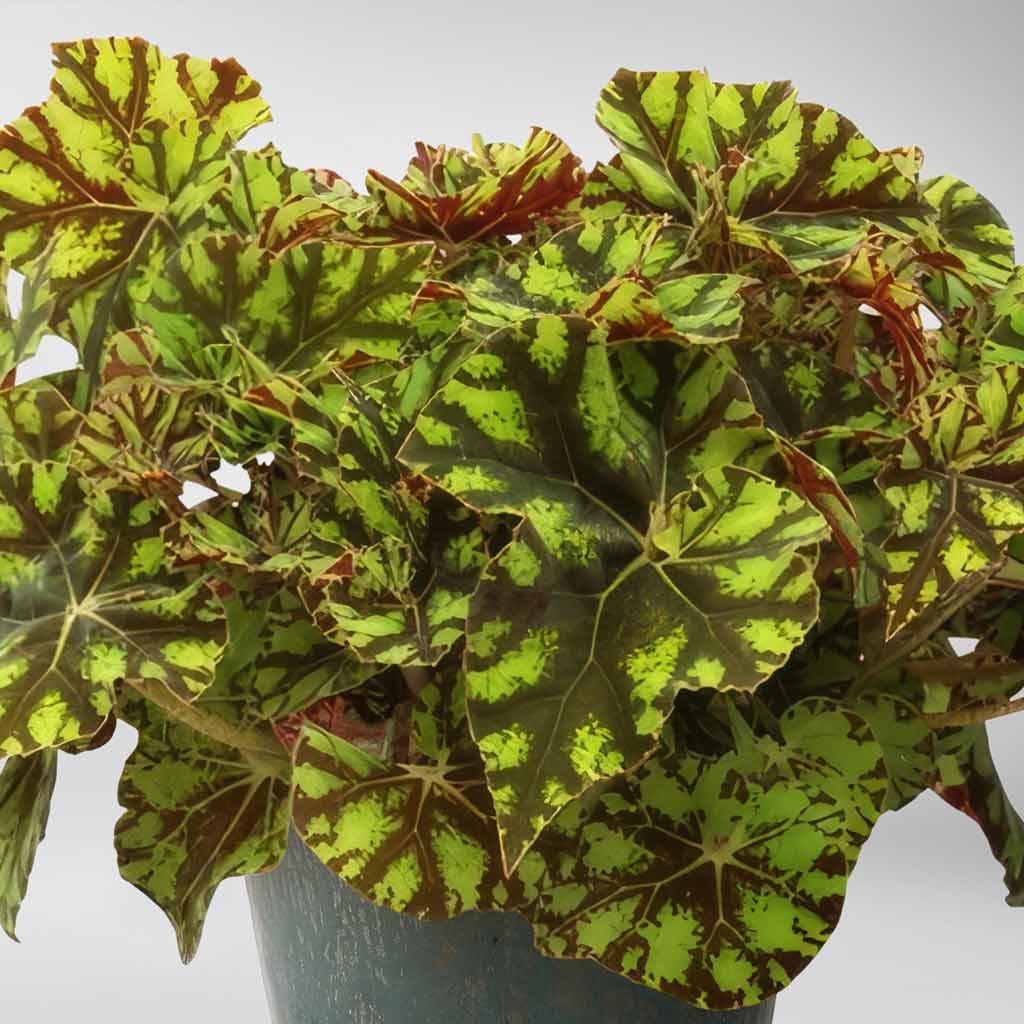 Begonia Rex 'Zumba' | Majestic Purple Foliage Plant – Bloombox Club