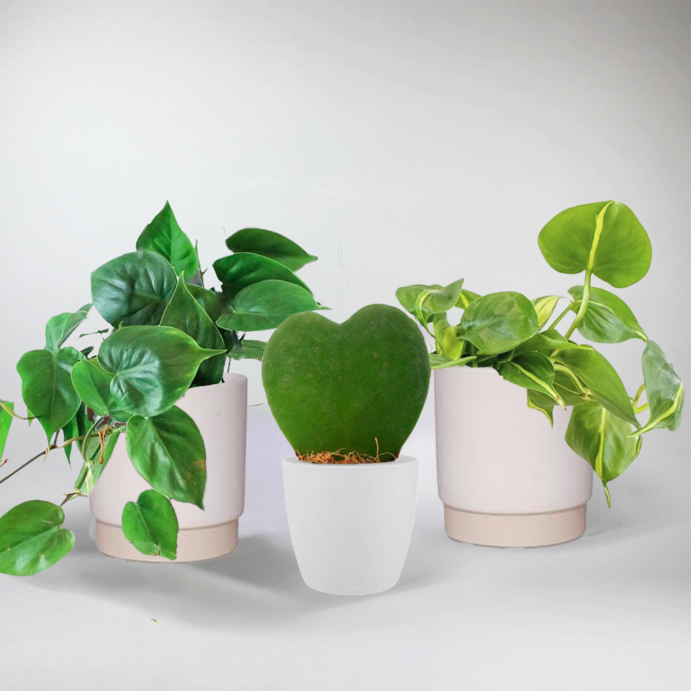 heart shaped plant pot Set of 3 Heart-Shaped Plants in Pots – Cute Indoor Decor – Bloombox Club