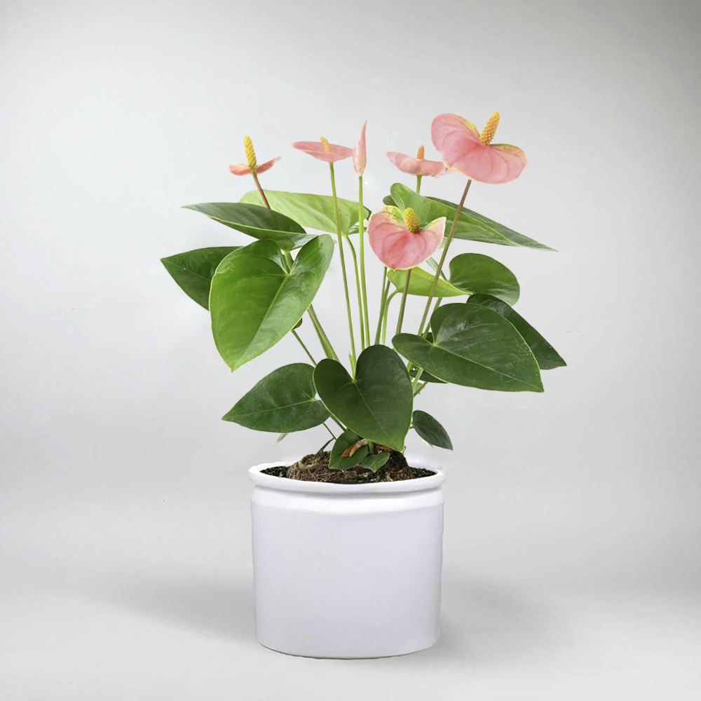 anthurium pink champion care Charming Anthurium 'Pink Champion' – Compact & Pink-Bloomed Beauty – Bloombox Club