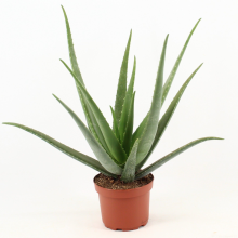Aloe Vera: Easy Care Houseplant for Sunny Spots – Bloombox Club