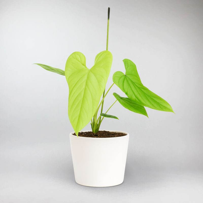 anthurium angel Angel Wings Anthurium