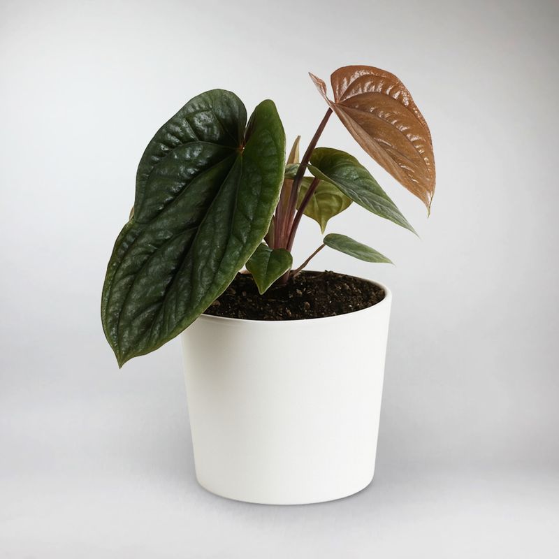 anthurium luxurians x radicans Anthurium Luxurians x Radicans