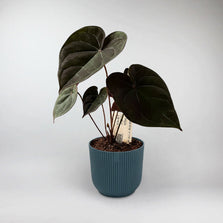 Anthurium Papillilaminum x Dark Phoenix Terrarium Plant | Anthurium Papillilaminum x Dark Phoenix