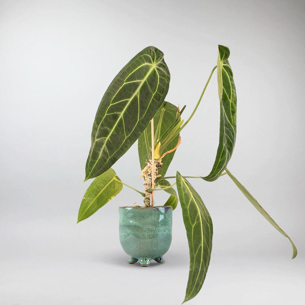 queen anthurium care Anthurium Warocqueanum – Rare Tropical Green Queen for Your Home – Bloombox Club