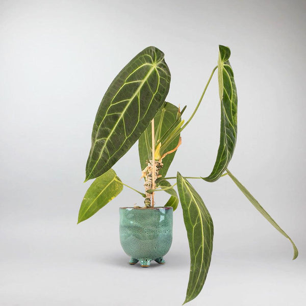 Anthurium Warocqueanum – Rare Tropical Green Queen for Your Home