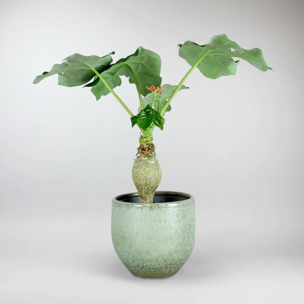 buddha palm plant care Buddha Belly Plant: Easy-Care, Eye-Catching Indoor Wonder – Bloombox Club