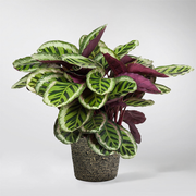 Extra Large Calathea Roseopicta 'Angela'