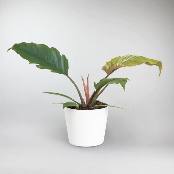 black coral snake plant scientific name Black Coral main image 1