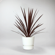 Red Cabbage Palm | Cordyline Australis Red Star