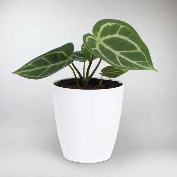 anthurium cristallinum Crystal Anthurium Plant – Elegant Indoor Greenery for Home & Office –  Bloombox Club