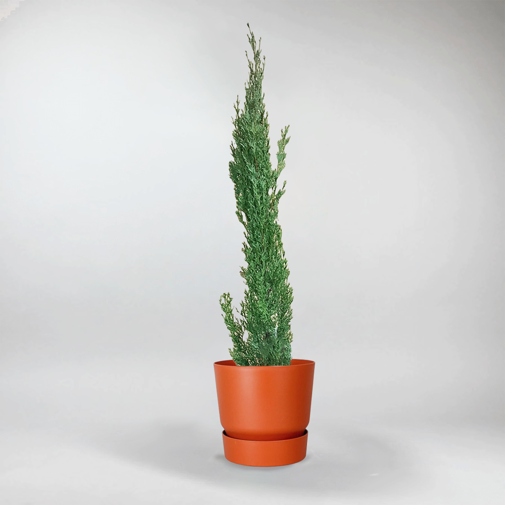 cypress succulent Elegant Cupressus Sempervirens Tree