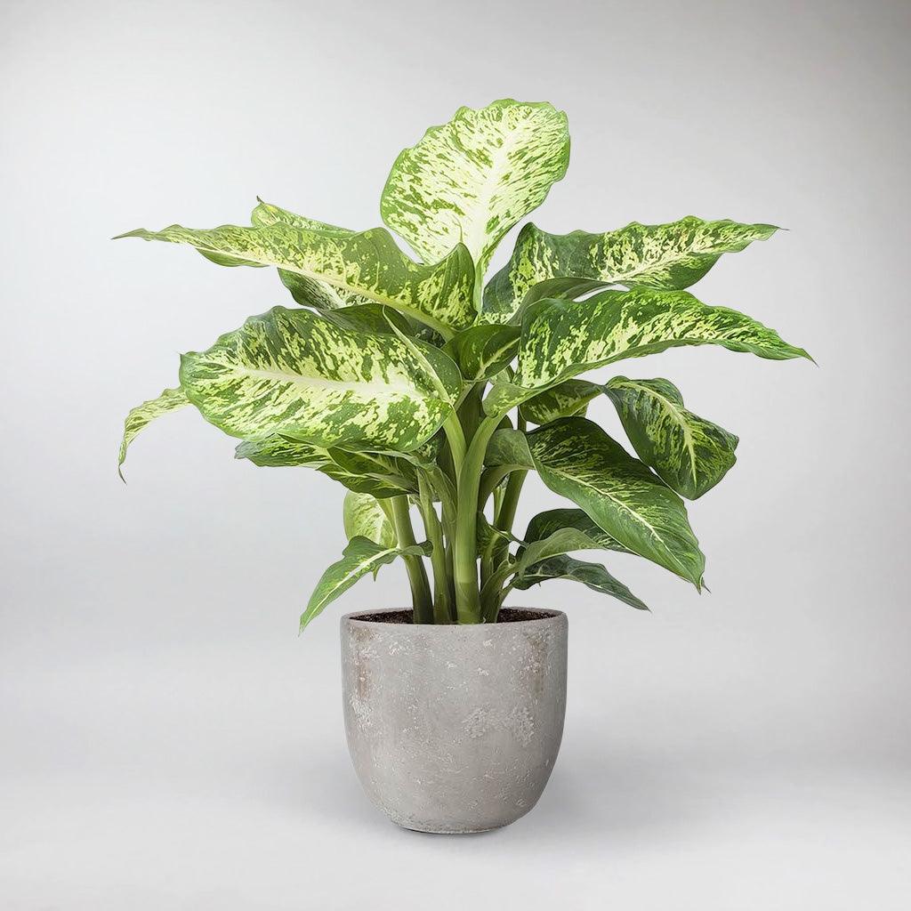 dieffenbachia in office Dieffenbachia Seguine | Great Indoor Plant For Improving Air Quality