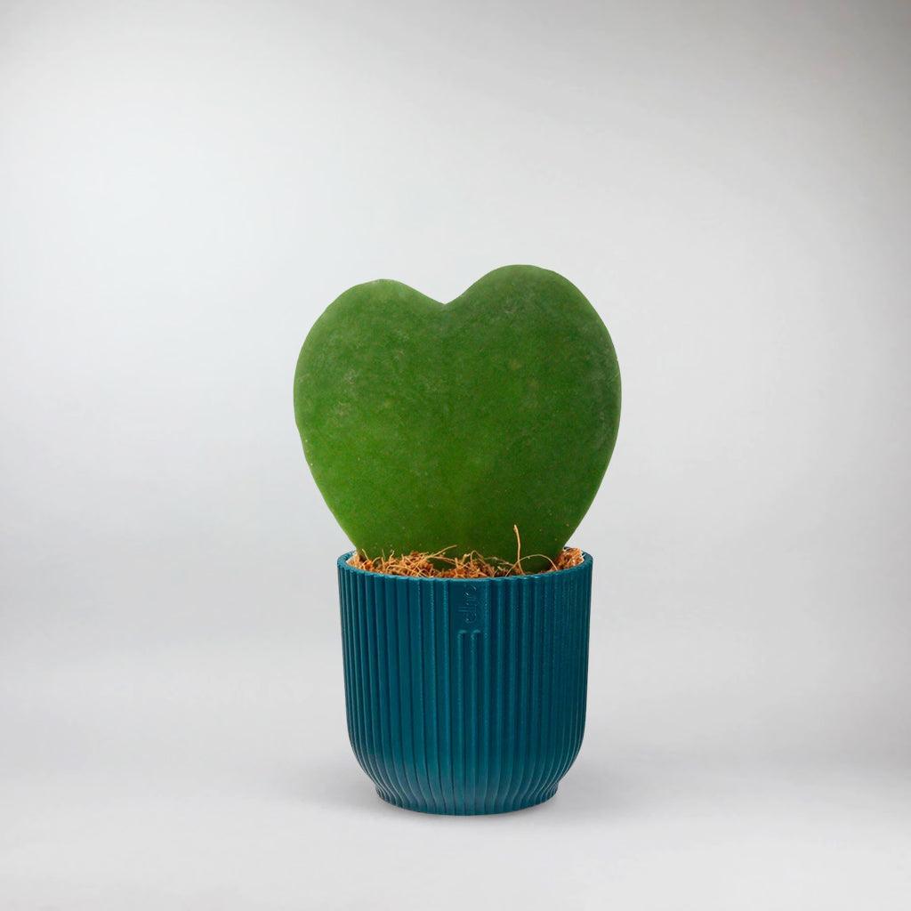 kyte succulent Hoya Kerrii