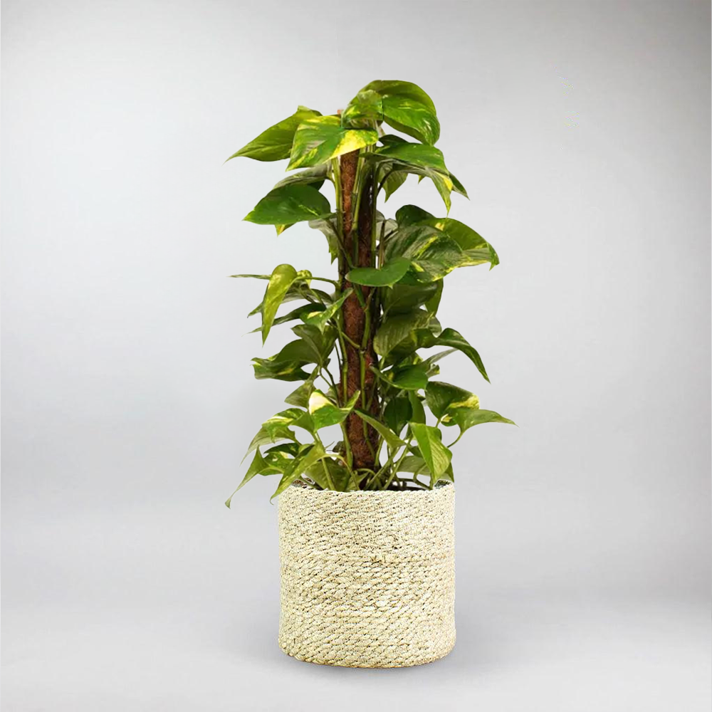 scindapsus exotica moss pole Decorum Scindapsus – Elegant Climber for Your Indoor Garden – Bloombox Club
