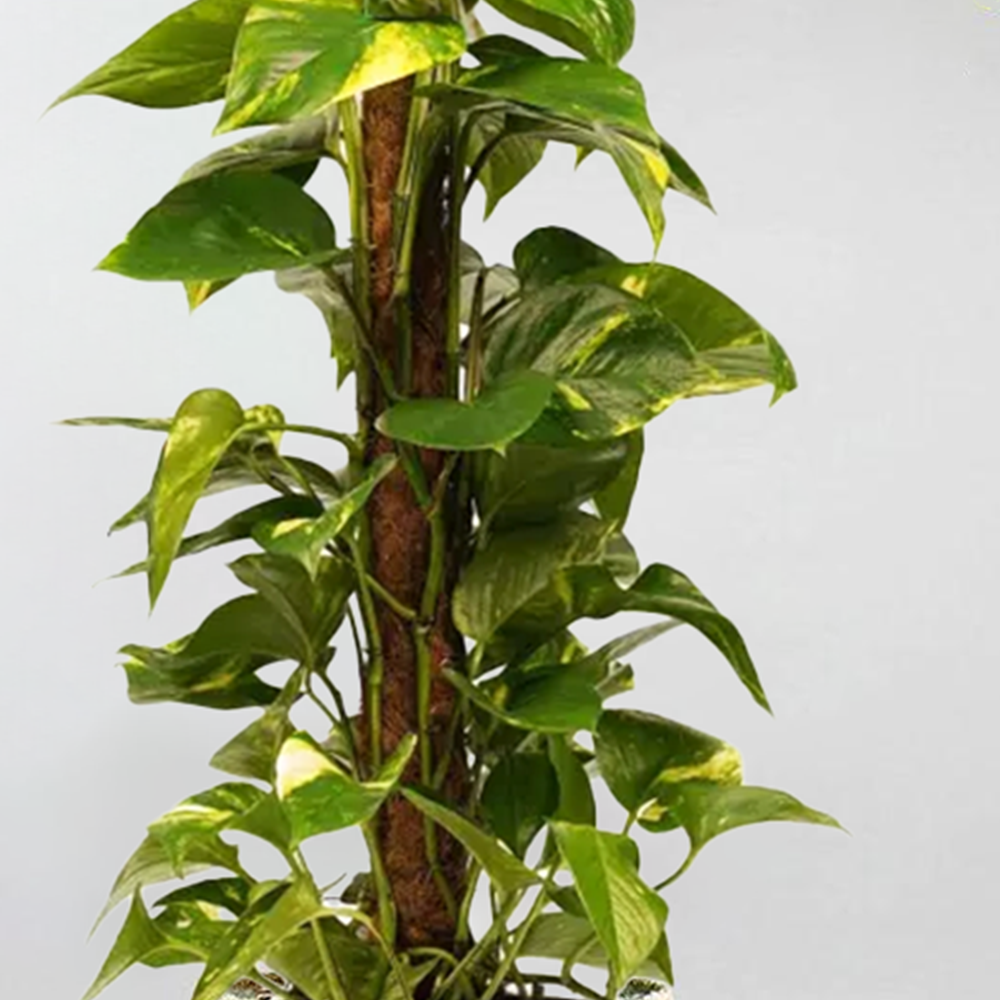 scindapsus moss pole Decorum Scindapsus – Elegant Climber for Your Indoor Garden – Bloombox Club