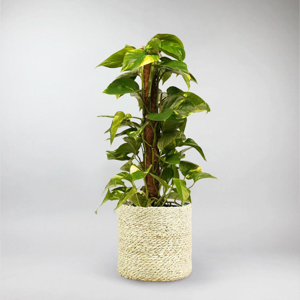 decorum plants indoor Decorum Scindapsus – Elegant Climber for Your Indoor Garden – Bloombox Club