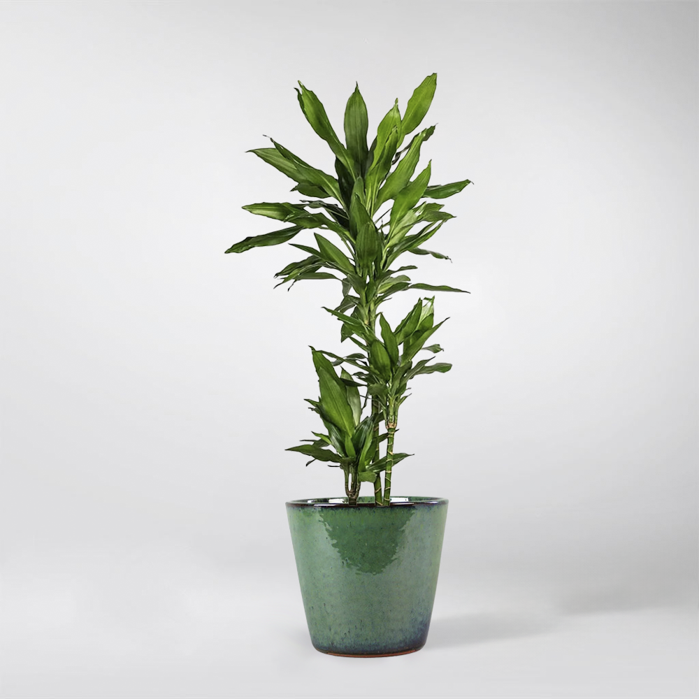 dracaena other name Dracaena Deremensis 'Jane Lid' : Elegant, Low-Maintenance Plant – Bloombox Club