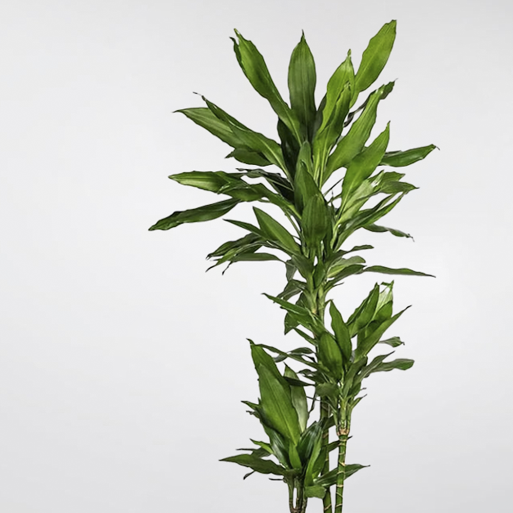 dracaena janet lind Dracaena Deremensis 'Jane Lid' : Elegant, Low-Maintenance Plant – Bloombox Club