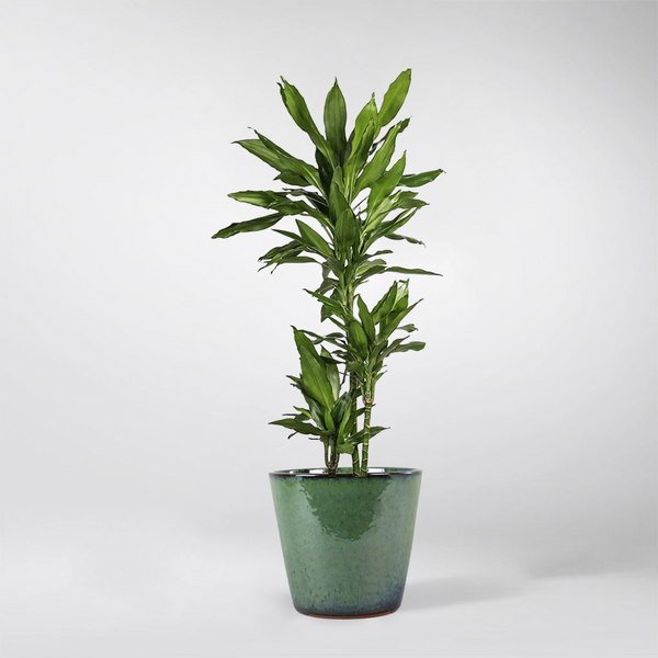 dracaena dere Dracaena Deremensis 'Jane Lid' : Elegant, Low-Maintenance Plant – Bloombox  Club
