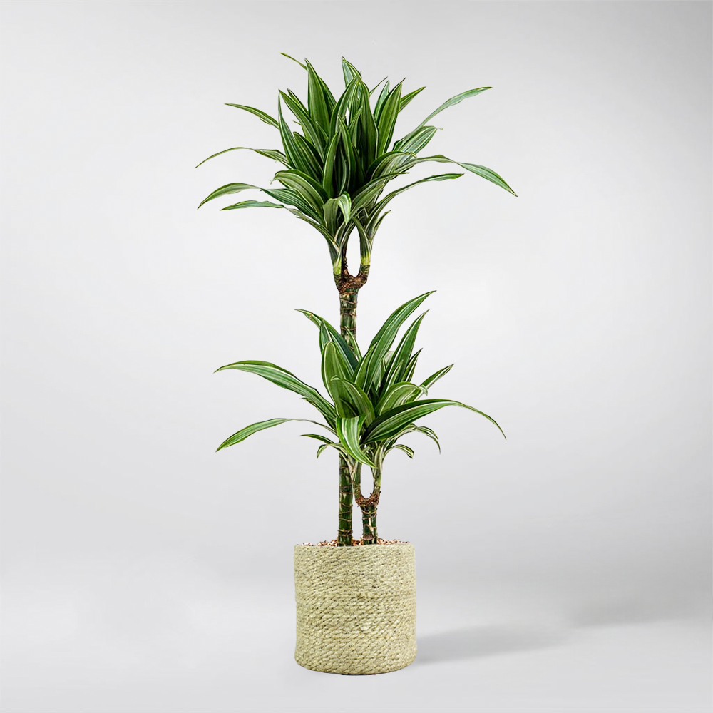 dracaena ulises Dracaena Fragrans Ulises: Tropical Elegance for Every Room – Bloombox Club