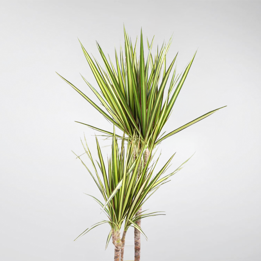 dracaena marginata sol o sombra Dracaena Marginata 'Sunray' – Bold, Low-Maintenance Houseplant – Bloombox Club