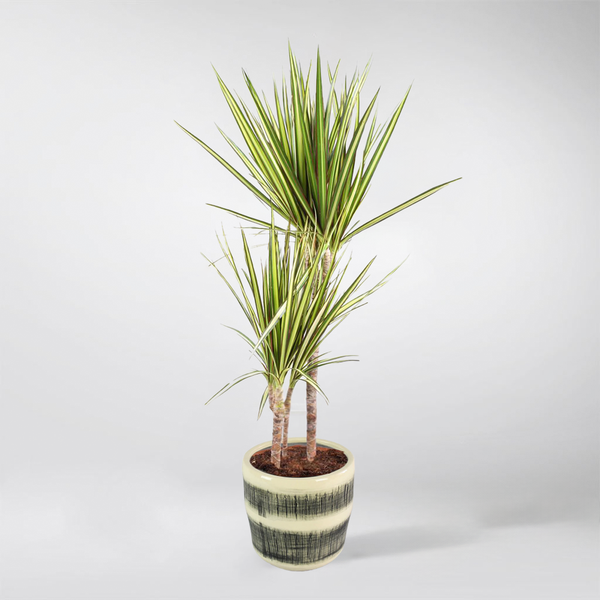 dracaena marginata ikea Dracaena Marginata 'Sunray' – Bold, Low-Maintenance Houseplant – Bloombox Club